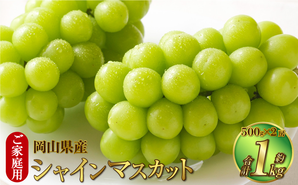 
ご家庭用 岡山県産 シャインマスカット 晴王 約1kg（500g×2房）【2024年8月下旬～11月下旬迄発送予定】 果物 くだもの フルーツ ぶどう ブドウ 葡萄 マスカット
