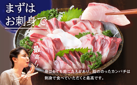 鹿児島県産 カンパチ 約3.5kg 三枚卸（ フィーレ ） 活〆 ※ 真空包装 K294-003_02 魚 魚介 新鮮 かんぱち 三枚卸 歯ごたえ 刺身 さしみ カルパッチョ しゃぶしゃぶ 焼き物 煮
