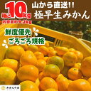 【ふるさと納税】みかん 極早生 山から直送 箱込 10kg (内容量約 9.2kg) 採れたてそのままごろごろ規格 有田みかん 和歌山県産 【みかんの会】