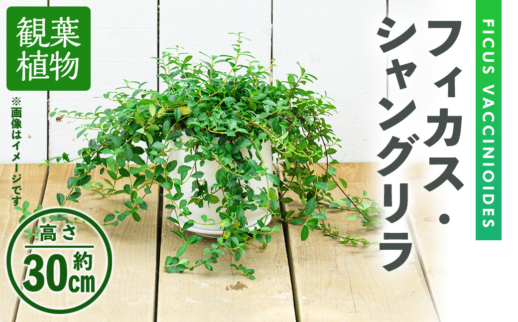 
【m24-02】＜観葉植物＞フィカス･シャングリラ(つる性ガジュマル)(高さ約30cm・巾約60cm、陶器鉢・受け皿付)【アイエヌエー】
