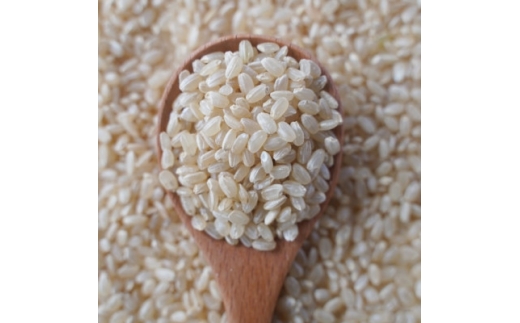 有機こしひかり【玄米】500g×12袋(令和7年産)【1709189】