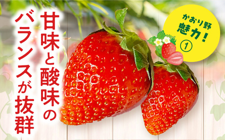 《2025年発送先行予約》【期間・数量限定】宮崎県産いちご「かおり野」3パック（計1080g以上：36粒～45粒） 甘味 酸味 抜群