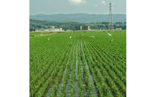 新庄は自然豊かな田園地帯です