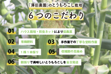 【先行予約】秋とうもろこし 5本 おおもの 黄色 朝採り ／ 期間限定 数量限定 ハウス栽培 産地直送 甘い スイートコーン とうもろこし 野菜 あわら ※2024年10月10日より順次発送