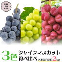 【ふるさと納税】【2024年9月下旬から発送開始】3色 シャインマスカット食べ比べ (茨城県共通返礼品 城里町) ブドウ シャインマスカット フルーツ 食べ比べ 限定 茨城 直送 ギフト