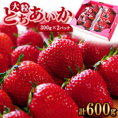 【ふるさと納税】【春イチゴ】 大粒『とちあいか』(300g×2パック)【配送不可地域：離島・沖縄県】【1284042】
