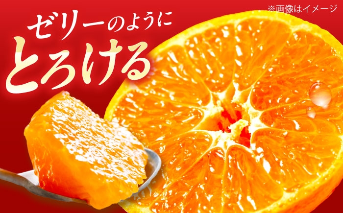 柑橘 蜜柑 みかん ミカン 紅まどんな 甘い 箱 1箱 愛媛 贈答 贈答用