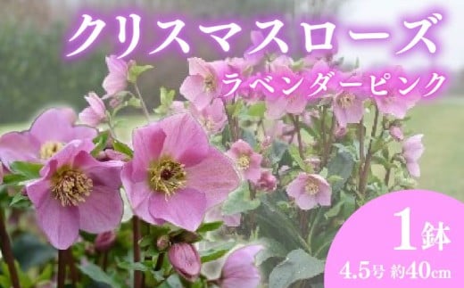 【先行予約】 花 冬の貴婦人 クリスマスローズ 新品種 ラベンダー ピンク 開花株 4.5号 冬 季節 ガーデン ガーデニング 庭 贈答 プレゼント ギフト 植物 2025年12月初旬より発送開始 オンライン決済限定 [5254986]