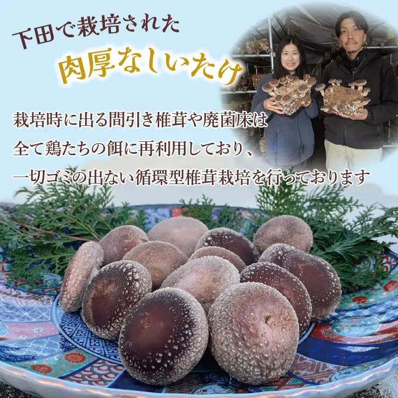 しいたけ 400g 椎茸 先行予約 シイタケ 菌床椎茸 きのこ 静岡 下田 伊豆 養鶏 farm1987