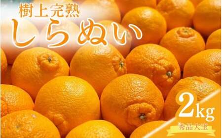 和歌山 みかん しらぬい 不知火 フルーツ 柑橘 蜜柑 果物 くだもの / 【先行予約】希少な樹上完熟　しらぬい（不知火） 秀品大玉 約2kg(6個) 2025年2月中旬～2025年3月中旬頃に順次発