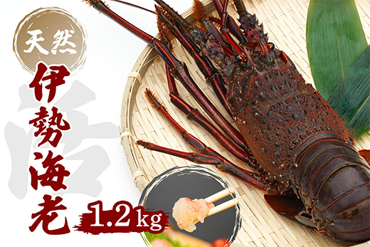 産地直送！＜生＞ 伊勢海老（レシピ付き）1.2kg おすすめ えび 海老 贈答 生きたまま発送 いせえび 人気