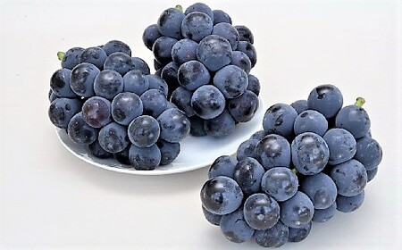 ぶどう（種なしピオーネ）２～３房　0030-2612