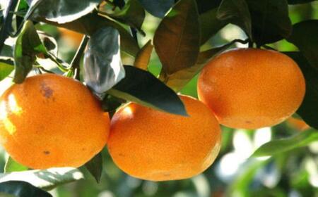 エコファーマーのこだわり 有田みかん 約5kg サイズ混合 秀・優品 ★2024年11月中旬頃より順次発送