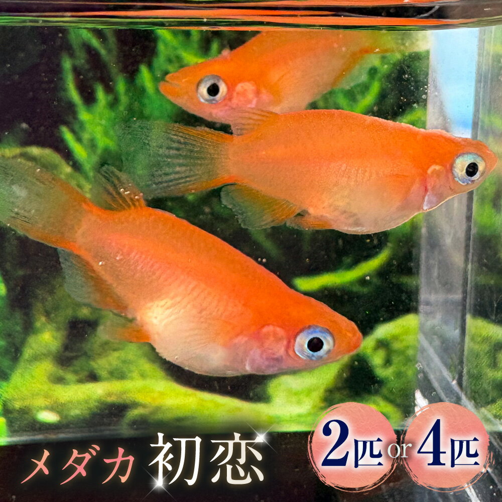 【ふるさと納税】＜選べる匹数＞メダカ【初恋】 1ペア 2匹 / 2ペア 4匹 生体 メダカ めだか 観賞魚 さかな 魚 飼育 ペット 山梨県 中央市 送料無料