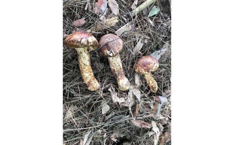 小諸市収穫　松茸　約1kg（8～15本）