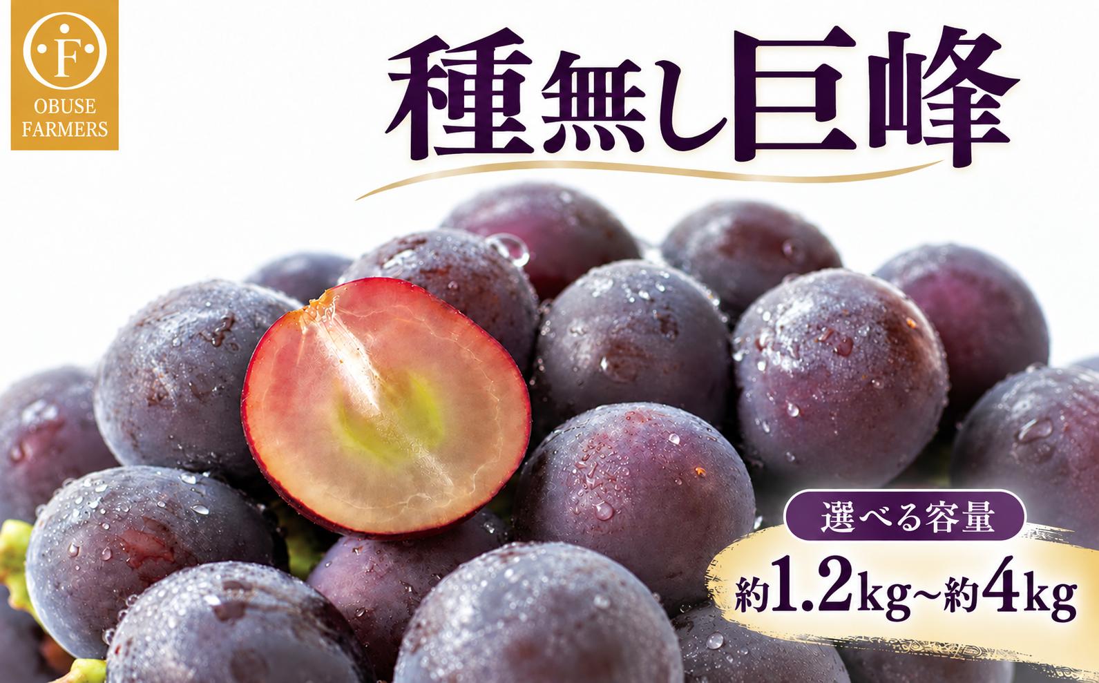 
                  種無し巨峰 選べる内容量 約1.2kg 2～4房 約1.8kg 3～4房 約3kg 5～9房 約4kg 8～12房［おぶせファーマーズ］長野県産 信州産 小布施 ぶどう 冷蔵便 クール便 令和8年産【2026年9月上旬～10月中旬発送】
                