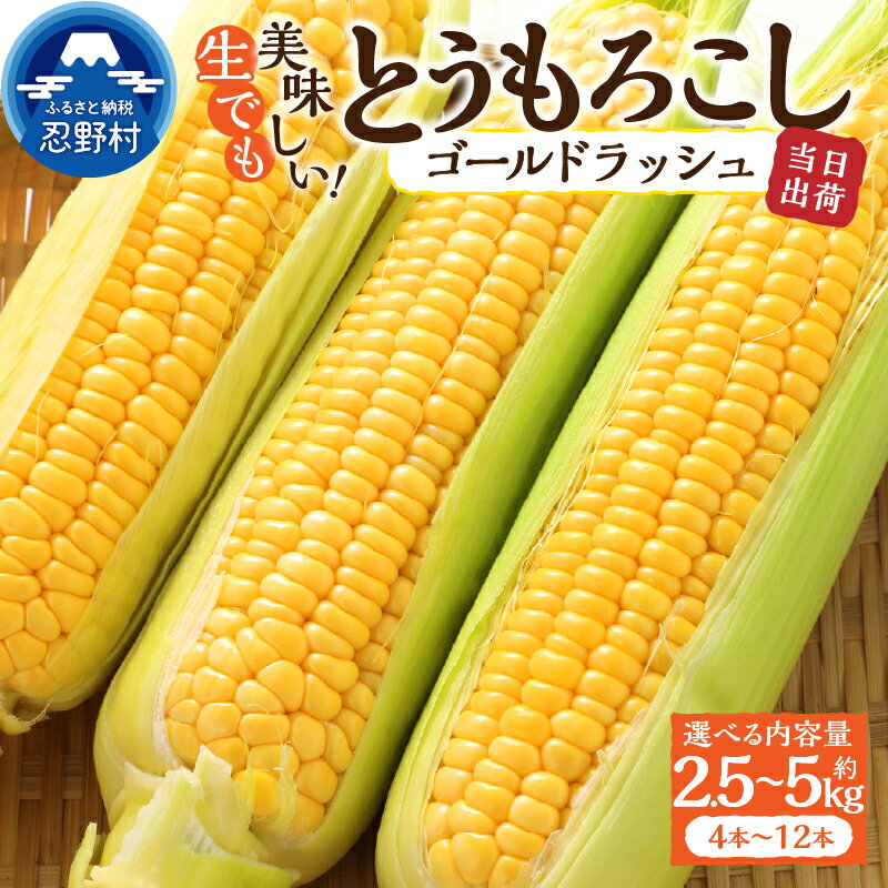 【ふるさと納税】 【2026年先行予約】 とうもろこし ゴールドラッシュ 約2.5kg(4～6本入） 約5kg(10～12本) コーン 朝採れ 人気 トウモロコシ 野菜 お取り寄せ スイートコーン 産地直送 農家直送 新鮮 ギフト 贈り物 贈答 送料無料 山梨県 忍野村 ※沖縄県、離島不可