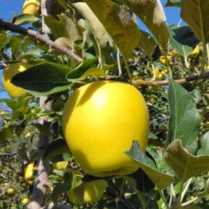 【南信州あじさい農園】葉とらずりんご(シナノゴールド)約3kg【1593256】