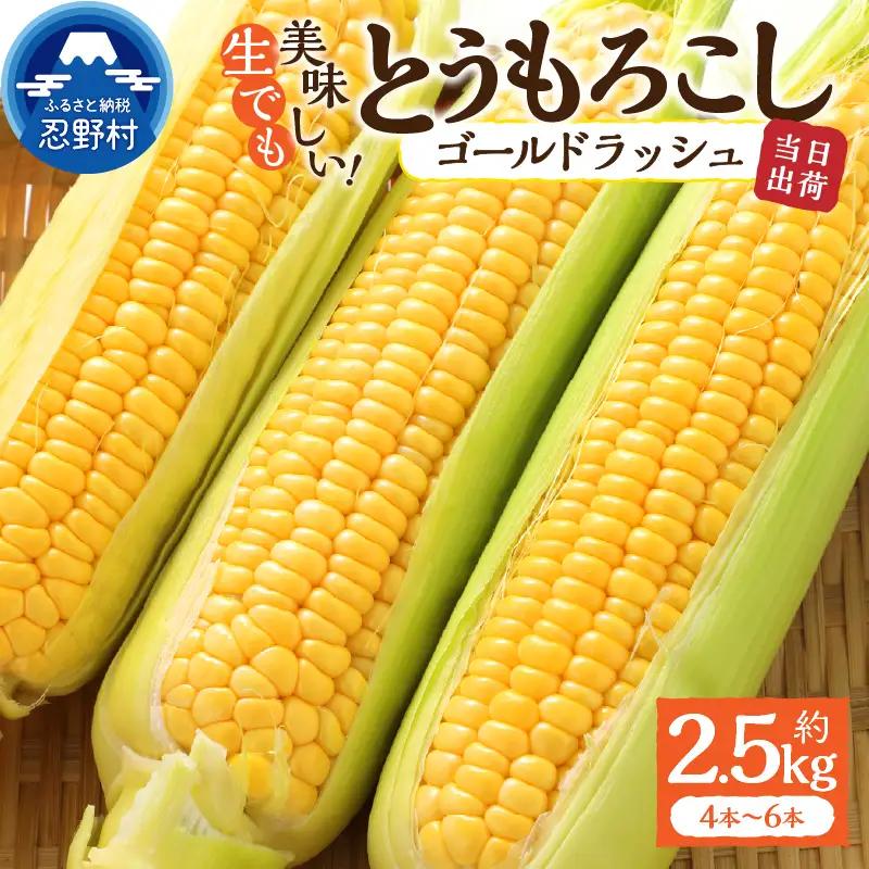 【2026年先行予約】富士北麓忍野村の気候、水、自然で作られた朝採りトウモロコシ《ゴールドラッシュ》4本～6本（約2.5kg）
