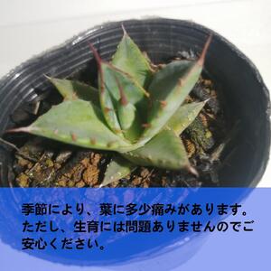 アガベ ホリダ　Agave horrida ssp. horrida_栃木県大田原市生産品_Bear‘s palm