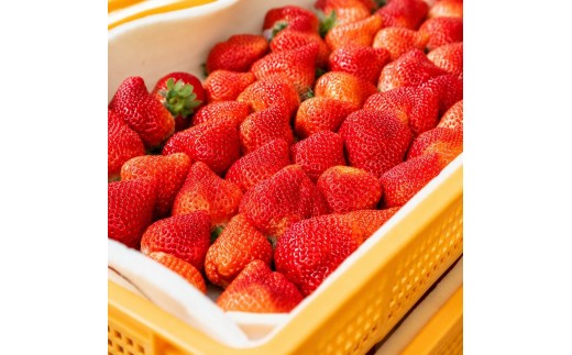 あまおう イチゴ 2パック（1パック約250g) 化粧箱