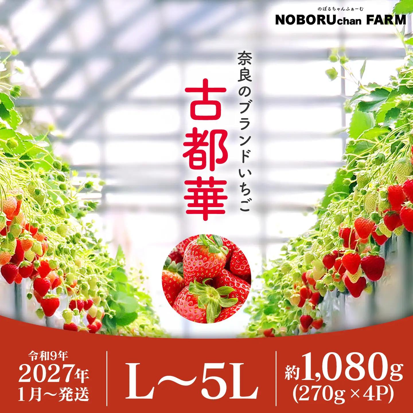 いちご 古都華 4P【R9年1～4月発送】いちご idm002