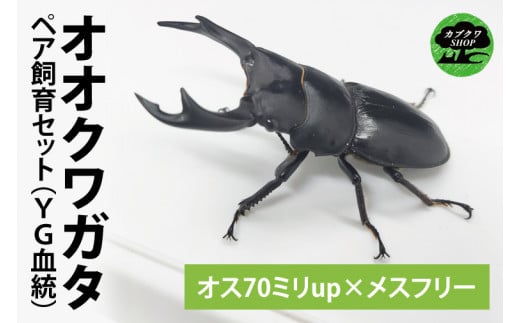 【YG血統】【数量限定】ペアオオクワガタ♂♀（オス70ミリup×メスフリー）ペア飼育セット【クワガタ クワガタムシ カブトムシ 昆虫 虫 国産 飼育 セット 夏休み 自由研究 鹿嶋市 茨城県】（KBY-4）