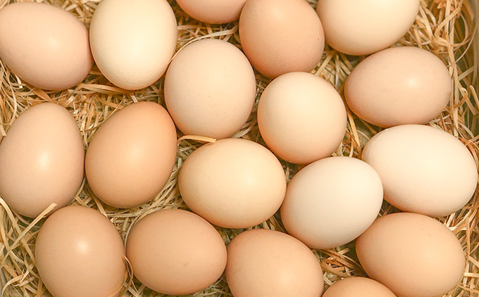 【定期便】土佐ジローたまご（1箱25個入）×12回　約3週間毎に1回