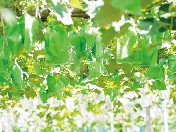 厳選 クイーンニーナ 1.0kg以上 2房 産地直送 朝採れ ぶどう 葡萄 KAWAHARA Green Farm 岡山県産 2025年