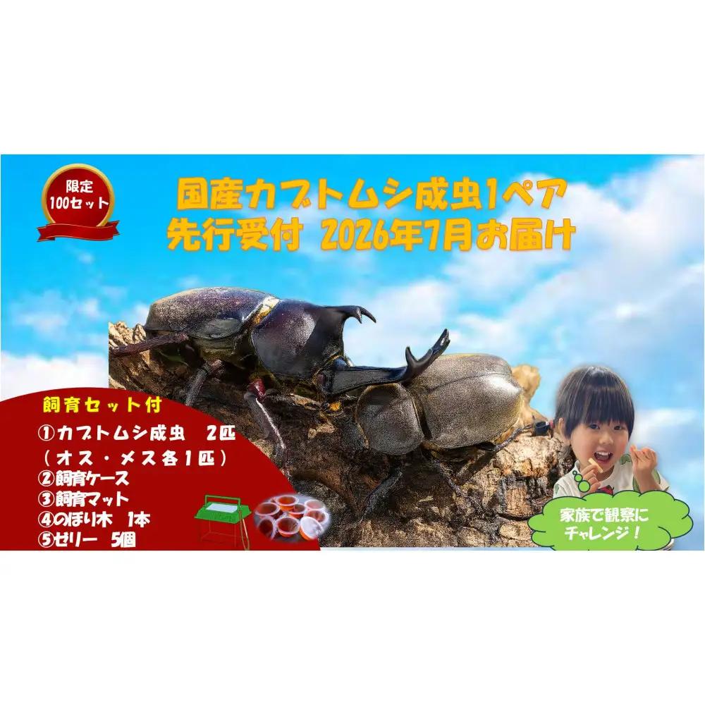 《先行受付・2026年7月お届け》【虹色Farm】国産カブトムシ成虫1ペア(飼育キット付) ｜京都 カブトムシ 人気