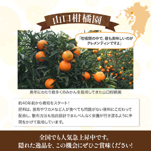 スペイン生まれのたら育ちクレメンティン 6kg クレメンティン みかん 柑橘 国産 オレンジ マンダリン 希少 ジューシー ギフト 贈り物 佐賀県 太良町 ND2x1【2026年12月上旬～2027年
