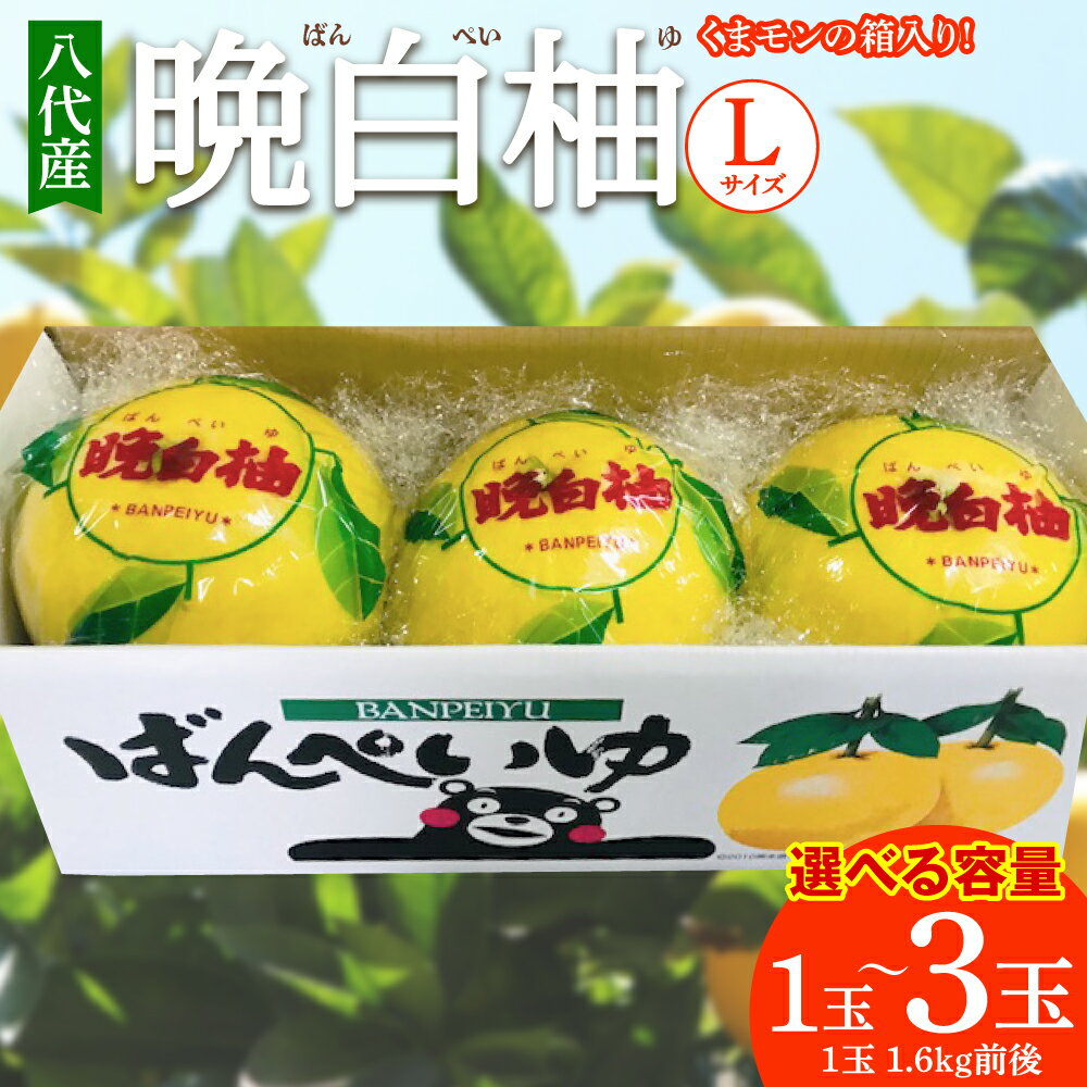 【ふるさと納税】【先行予約】【選べる玉数】 八代産 晩白柚 1～3玉 Lサイズ 1玉約1.6kg前後 くまモンの箱入り ばんぺいゆ 柑橘 フルーツ 果物 旬 くだもの 熊本県産 九州 送料無料 【2025年12月中旬より順次発送】