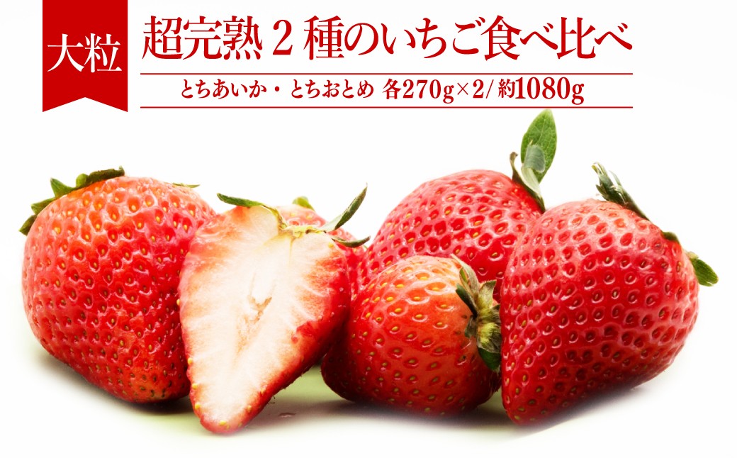 
            【先行受付：選べる発送月】いちご「茂木完熟いちご」 篠崎さんが育てた とちおとめ＆とちあいか 大粒 食べ比べセット 約270g×各2パック 合計 約1080g | いちご イチゴ 苺 とちあいか とちおとめ 完熟 大粒 果物 フルーツ くだもの 旬 産地直送 栃木県産 篠崎いちご園 栃木県 茂木町
          