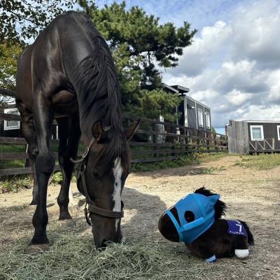 ふるさと納税 平取町 特大ぬいぐるみ　絶対王者【オジュウチョウサン】バージョン |  | 03