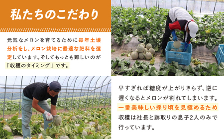 メロン 富良野産 赤肉メロン 大玉 メロン【1玉 1.6kg以上】
