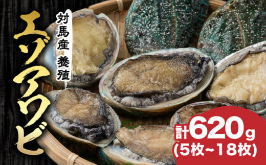 対馬産 養殖 エゾアワビ 620g (5～18枚)(7.0～9.5cm)《対馬市》【対馬海洋牧場】 あわび 鮑 [WAR002]