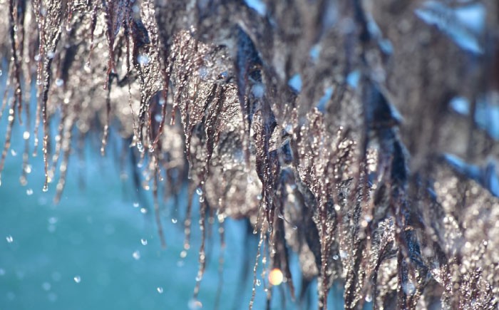海苔 田島海苔師の焼のり 新海苔PREMIUM（大判10枚）　広島県福山市/マルコ水産有限会社 全形 国産 焼き海苔 焼海苔 極上 [BABD010]