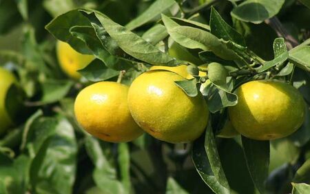 みかん 極早生温州みかん 5㎏ 金山パイロットファーム【knpr0012】