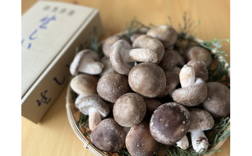 高山村産生椎茸（原木栽培）750g