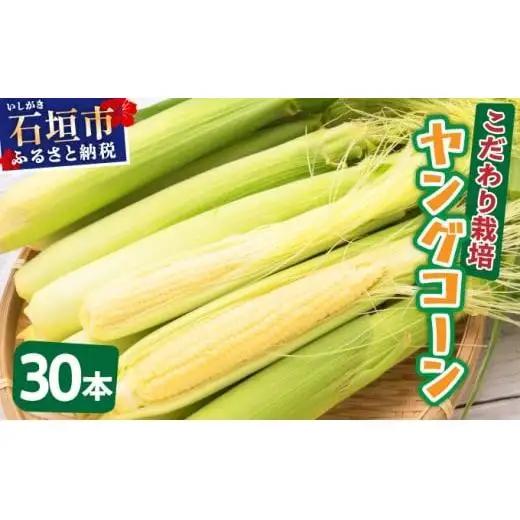 【先行予約2027年1月-5月配送】1番遅くて1番早い⁉ 朝採れプレミアムヤングコーンを皮付きのまま30本お届け！！