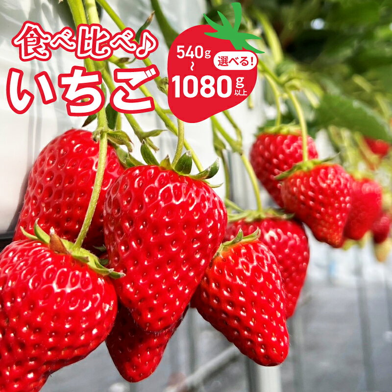 【ふるさと納税】【先行予約】 完熟新鮮 いちご 食べ比べ 選べる 2パック 4パック 旬のフルーツ デザート スイーツ 産地直送 お取り寄せ グルメ ギフト用 贈り物 朝摘み 厳選 国産 ご褒美 大阪府 泉佐野市 送料無料