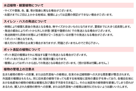 はじめての熱帯性睡蓮栽培セット（オーガストコーチ(青)1株、おまかせ水辺植物3種、あぜなみ等）《説明書付》