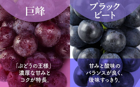 先行予約 訳あり人気の黒ぶどう(巨峰orブラックビート)約600g葡萄ぶどうブドウZFO007