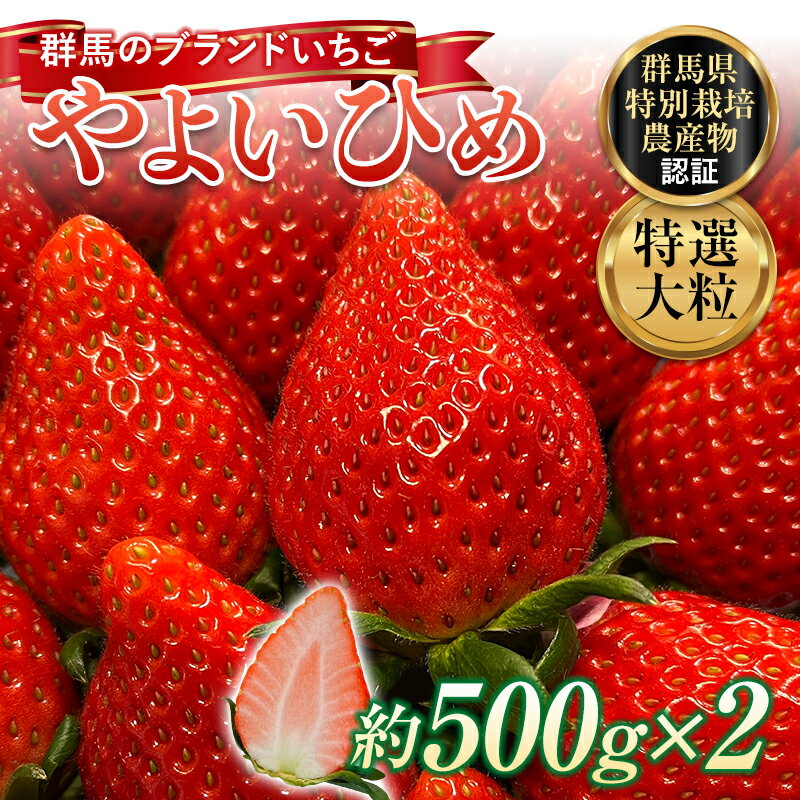 【ふるさと納税】 特選大粒 ブランドいちご「やよいひめ」朝摘みでお届け！1kg（500g×2） イチゴ 苺 果物 フルーツ くだもの デザート ケーキ作り 群馬県 渋川市 F4H-0685