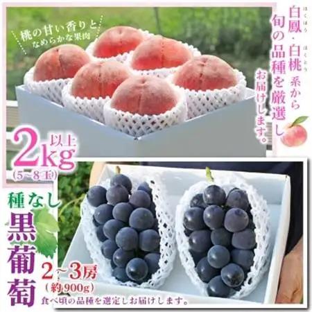 【発送月固定定期便】2026年発送 山梨 旬の果物 桃+種無し黒ぶどう+シャインマスカット 全3回_甘いシャインマスカット あまいシャインマスカット 美味しいシャインマスカット おいしいシャインマスカ