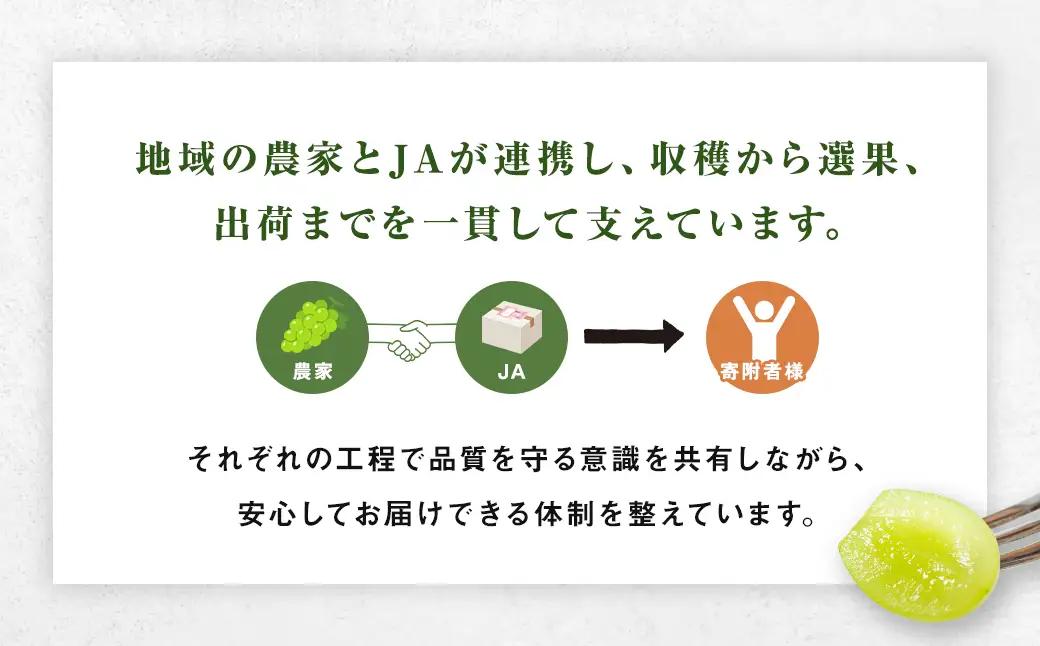 長崎県産 シャインマスカット 約1.2kg ぶどう フルーツ【2026年8月下旬～9月下旬迄発送予定】