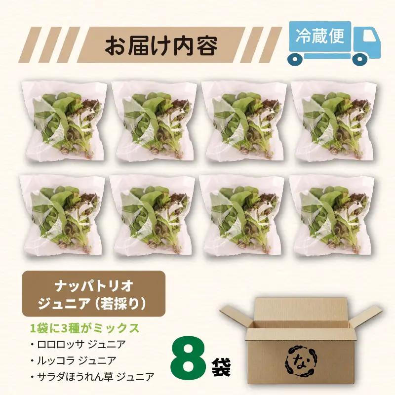 3種ミックス 若採り ルッコラ ほうれん草 みずな ジュニア | サラダ 水菜 水耕 葉物 野菜 南国市