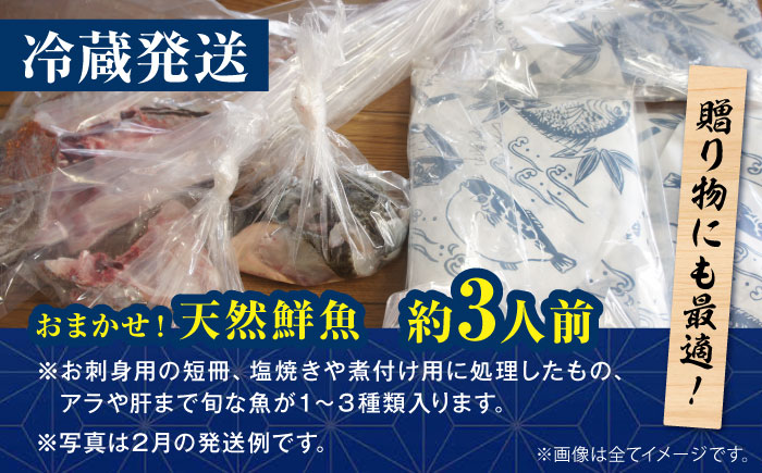【下処理済み・冷蔵】 おまかせ！天然鮮魚3人前　愛媛県大洲市/天然活魚　濱　屋 [AGBP008]魚介類 魚料理 刺身 パスタ 海 海釣り 料理 海鮮 シーフード 鮮魚 日本酒 ランチ 寿司  海の幸