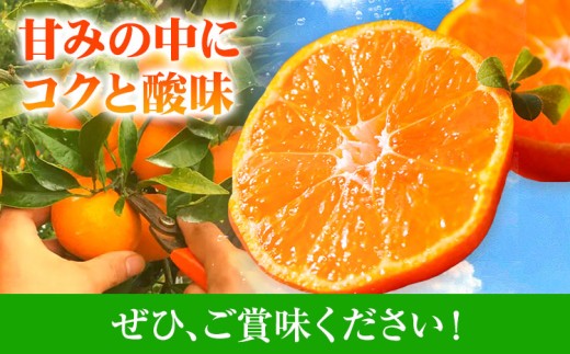 【3回定期便】主井農園の松兵衛みかん ご家庭用 5kg×3回 2S～2Lサイズ(サイズおまかせ)《11月中旬-2月上旬頃出荷》主井農園 みかん 和歌山県 日高町 和歌山みかん 温州みかん ミカン 蜜柑