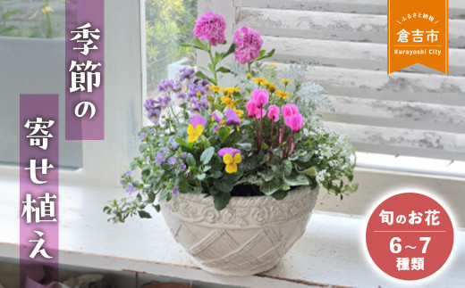 【順次発送】季節の寄せ植え Ｌ （6~7種類）各月限定数量 Le Ciel お花 ギフト 花苗 苗 セット 寄せ植え 鉢植え 花壇